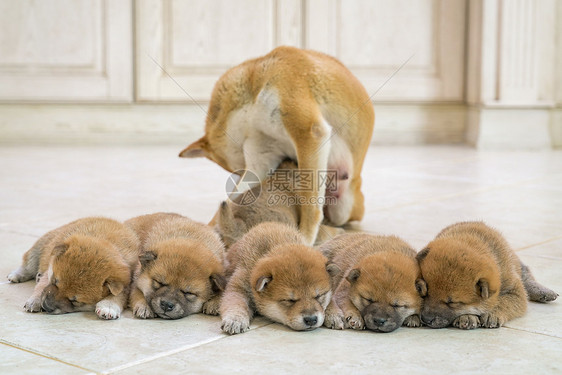 狗妈妈陪伴在孩子们身边图片