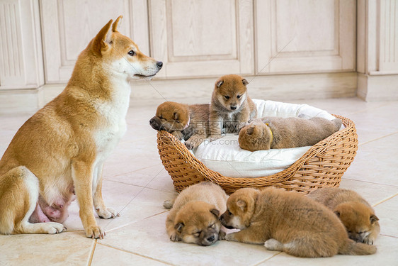 狗妈妈陪伴在孩子们身边图片