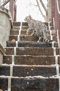 石阶上的可爱花斑猫图片