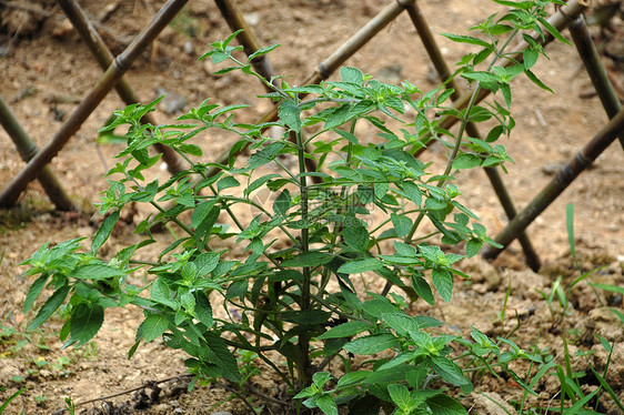 中草药薄荷草图片