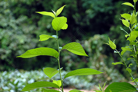 中草药杜仲中草药种植基地高清图片