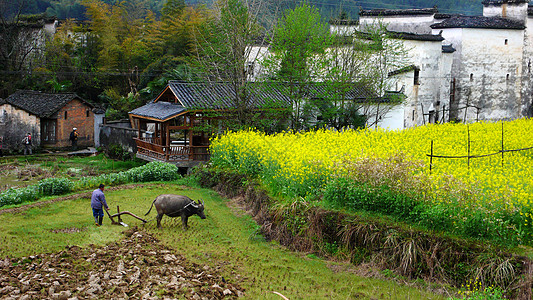 牛耕地江西省婺源县思溪村风光背景