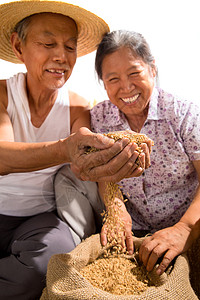 老年夫妇捧着稻谷图片