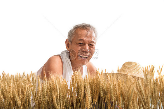 农民在麦田里查看小麦图片