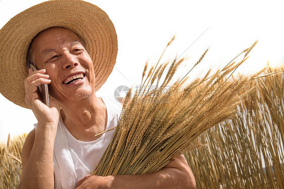 老农民拿着麦子图片