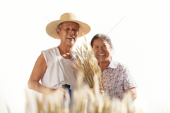 老年夫妇在麦田图片