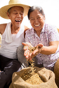 老年夫妇捧着稻谷图片