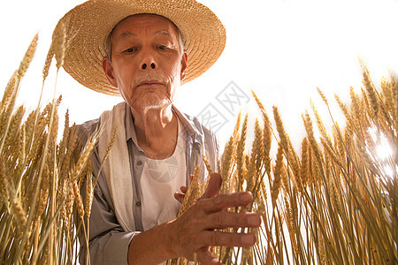 老农民拿着麦子图片