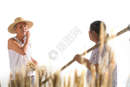 老年夫妇在麦田图片