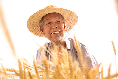 农民生活老农民拿着麦子背景