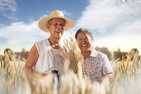 老年夫妇在麦田图片