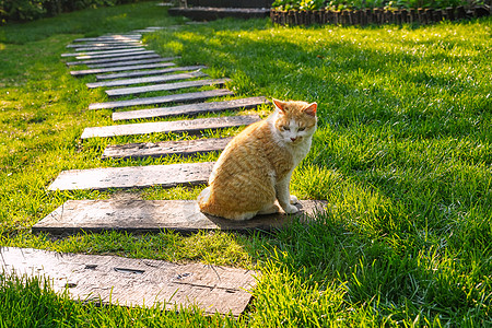 庭院里的猫图片