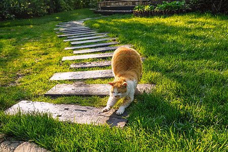 庭院里的猫图片