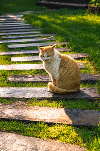 庭院里的猫图片