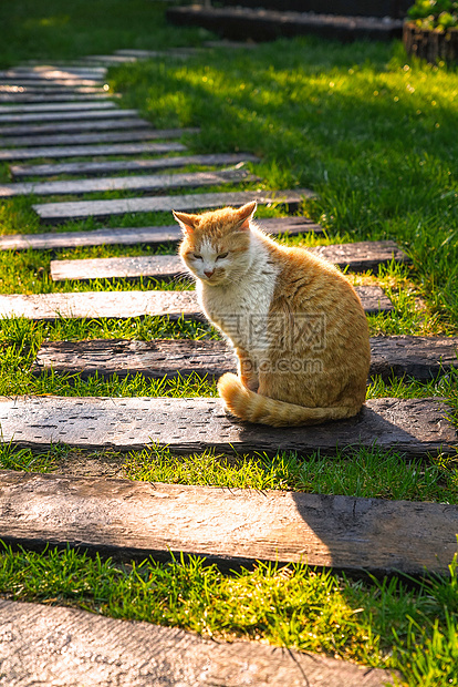 庭院里的猫图片