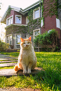 庭院里的猫图片