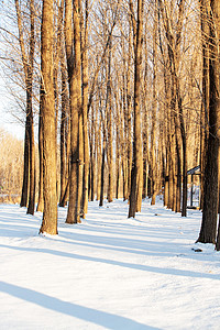 雪景树林图片