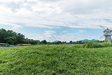 风车草地草地背景