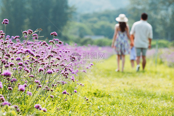 青年夫妇手牵手走在花海里图片