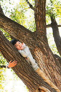 趴在树上的快乐男孩图片
