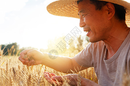 麦田里手捧稻谷的农民图片