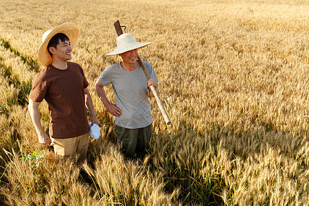 科研人员和农民在麦田里交流技术图片