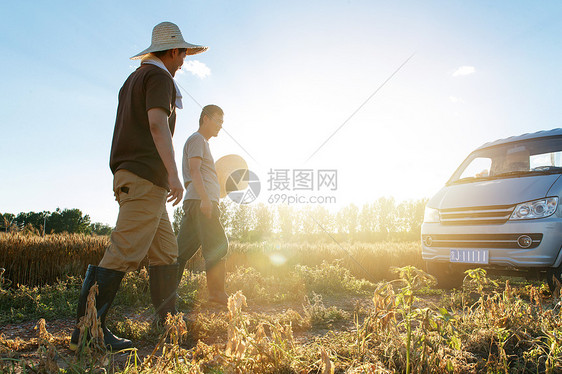 夕阳下农田里的农民图片