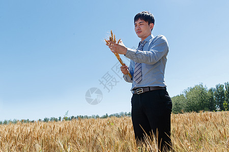 科研人员站在麦田里图片