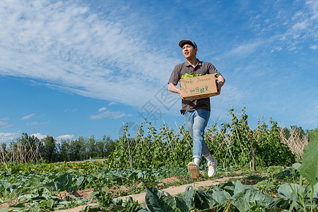 穿梭在田地间的快递员高清图片