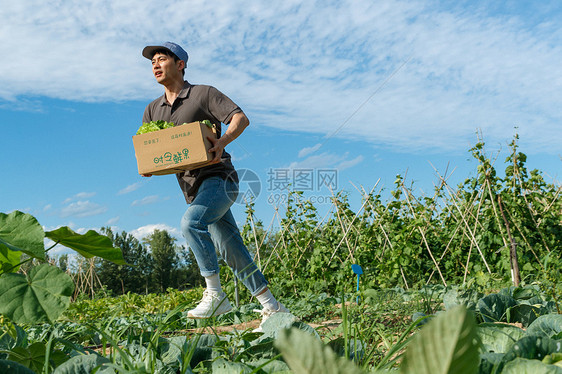 穿梭在田地间的快递员图片