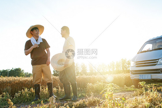 阳光下农田里的农民图片