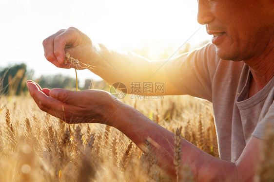 麦田里手捧稻谷的农民图片
