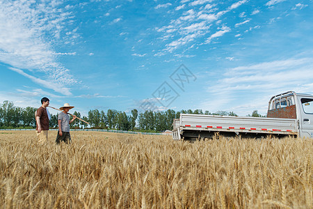 蓝天下农田里的农民图片