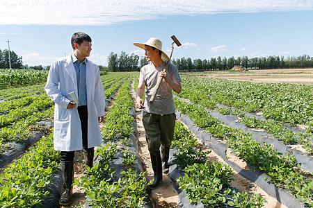 科研人员和农民在菜地里交流技术图片