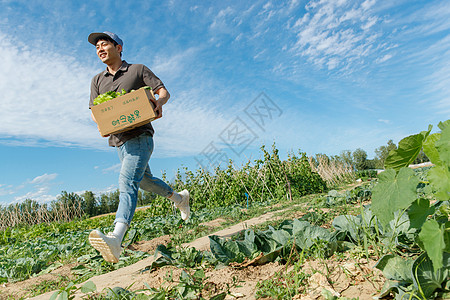 蔬菜物流穿梭在田地间的快递员背景