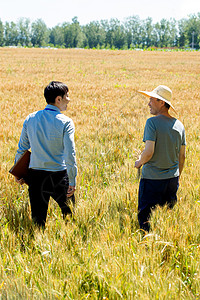 科研人员和农民在麦田里交流技术的背影图片
