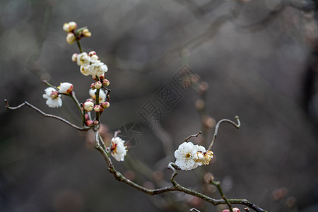 春天的梅花背景图片