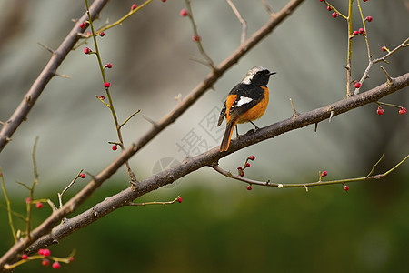 红梅树上的美丽小鸟图片