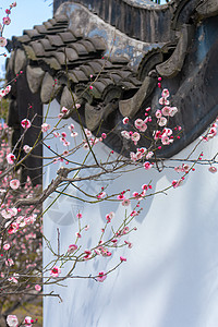早春梅花与中式传统古建筑图片