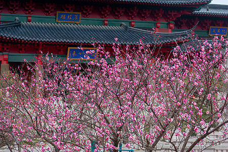 早春梅花与中式传统古建筑背景图片