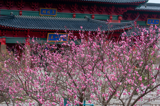 早春梅花与中式传统古建筑图片