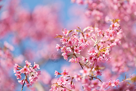 春天浪漫唯美樱花图片