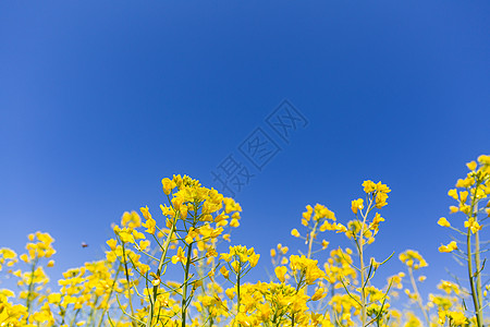 春天油菜花开图片