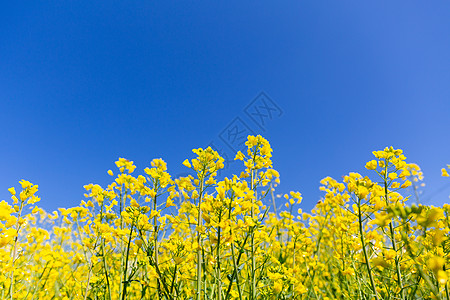 春天油菜花开背景图片