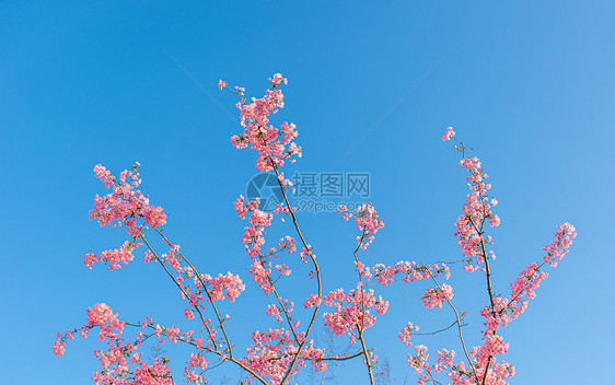 蓝天下的垂丝海棠图片