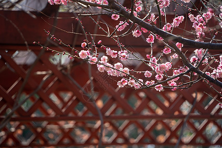 春天的梅花图片