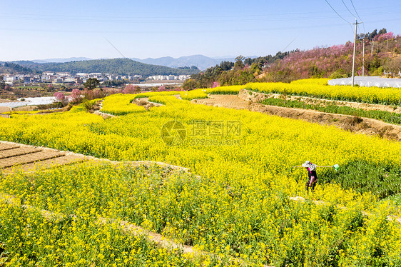 春天油菜花田野图片