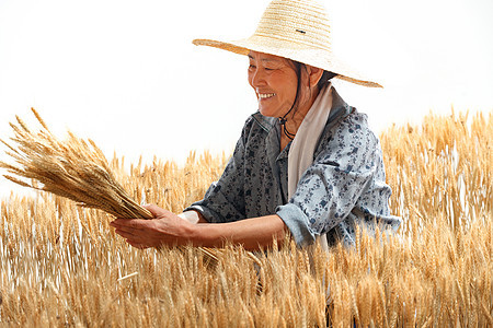 在麦田里劳动的农民图片