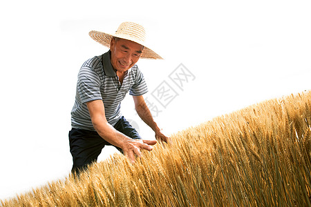 农民站在麦田里用手抚摸麦穗图片