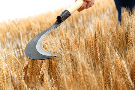 农民用镰刀收割小麦图片